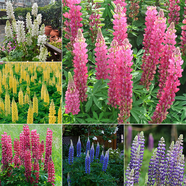 Lupine Blossoms - Seeds